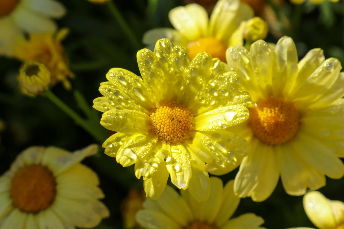 Best Konstanz Walking Routes: Explore the City on Foot