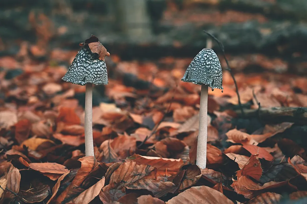 Discover Košice's Best Hidden Cafes in 2025