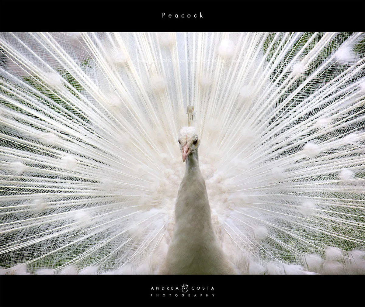 Noto Street Food Secrets: An Unforgettable 2025 Guide