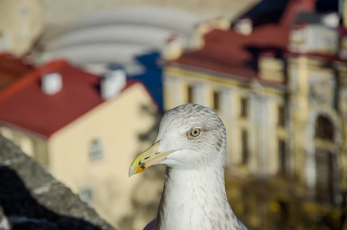 Best Tallinn Secret Viewpoints for 2025: Uncover Hidden Vistas