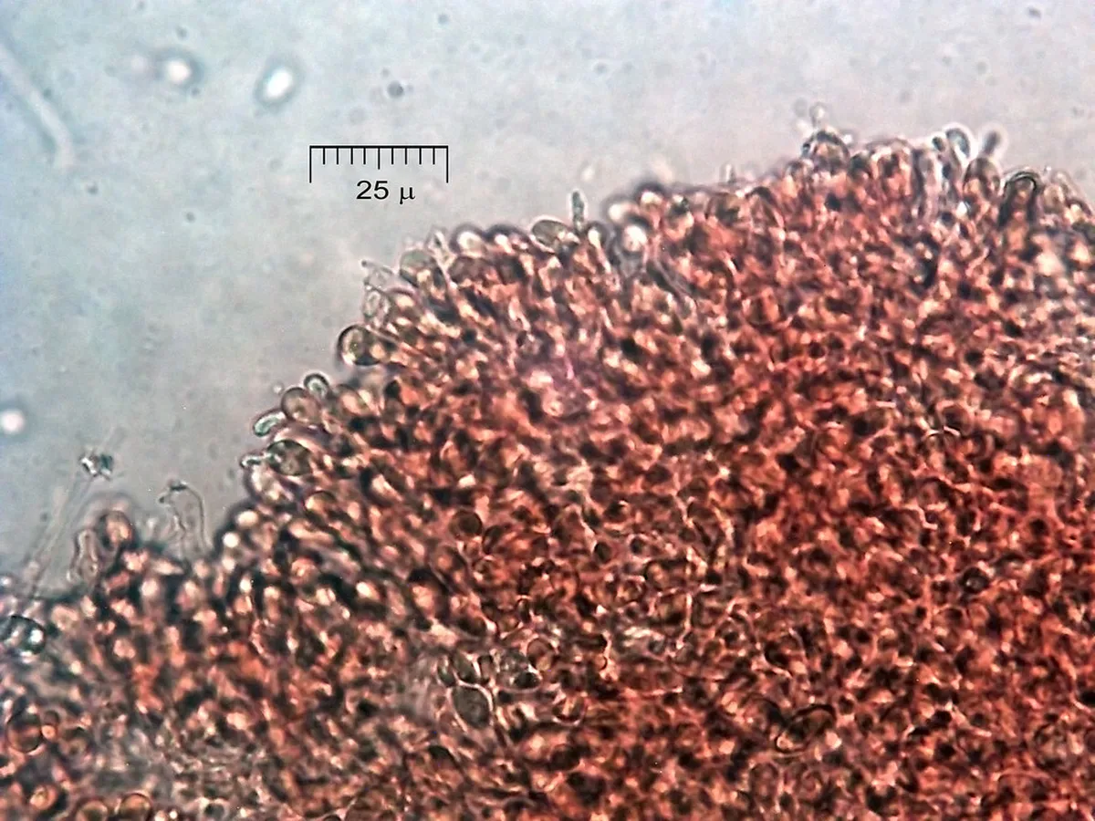 Bovec's Secret Photography Spots: Capture Slovenia's Beauty