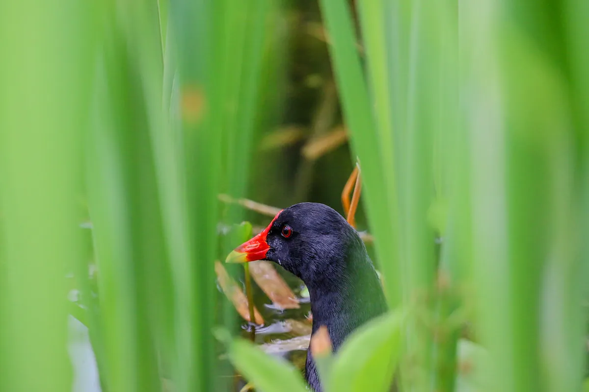 Discover Chambéry Underground Tunnels & Hidden History