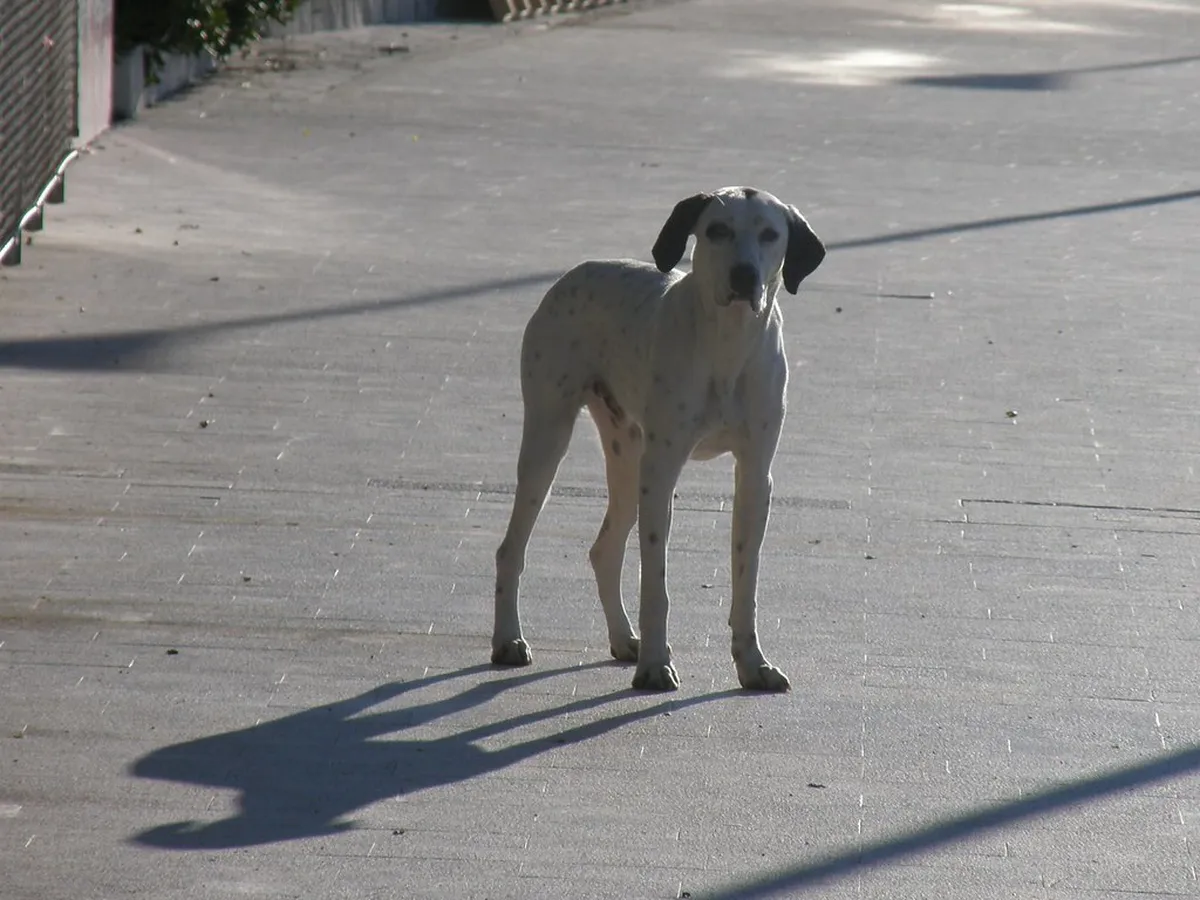 Explore Tivat Hidden Trails: Your 2025 Guide to Montenegro