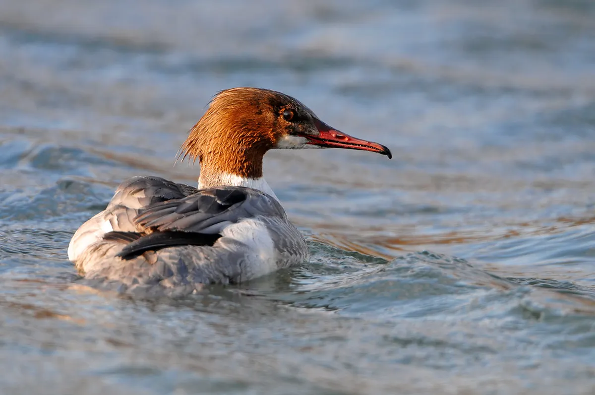 Find Neuchâtel Hidden Gems: Your 2025 Secret Guide