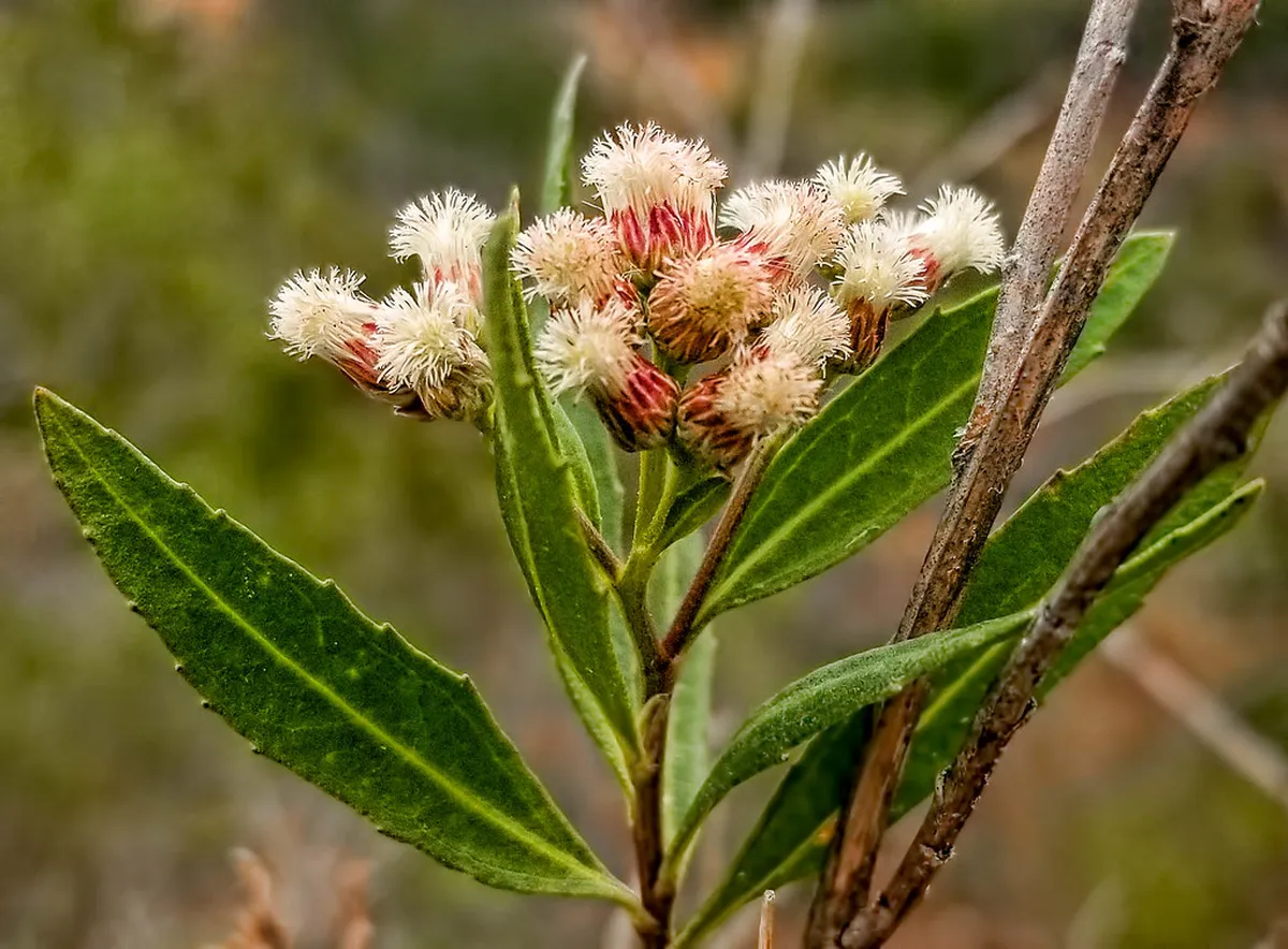 Find Sorrento Authentic Souvenirs: A 2025 Shopping Guide