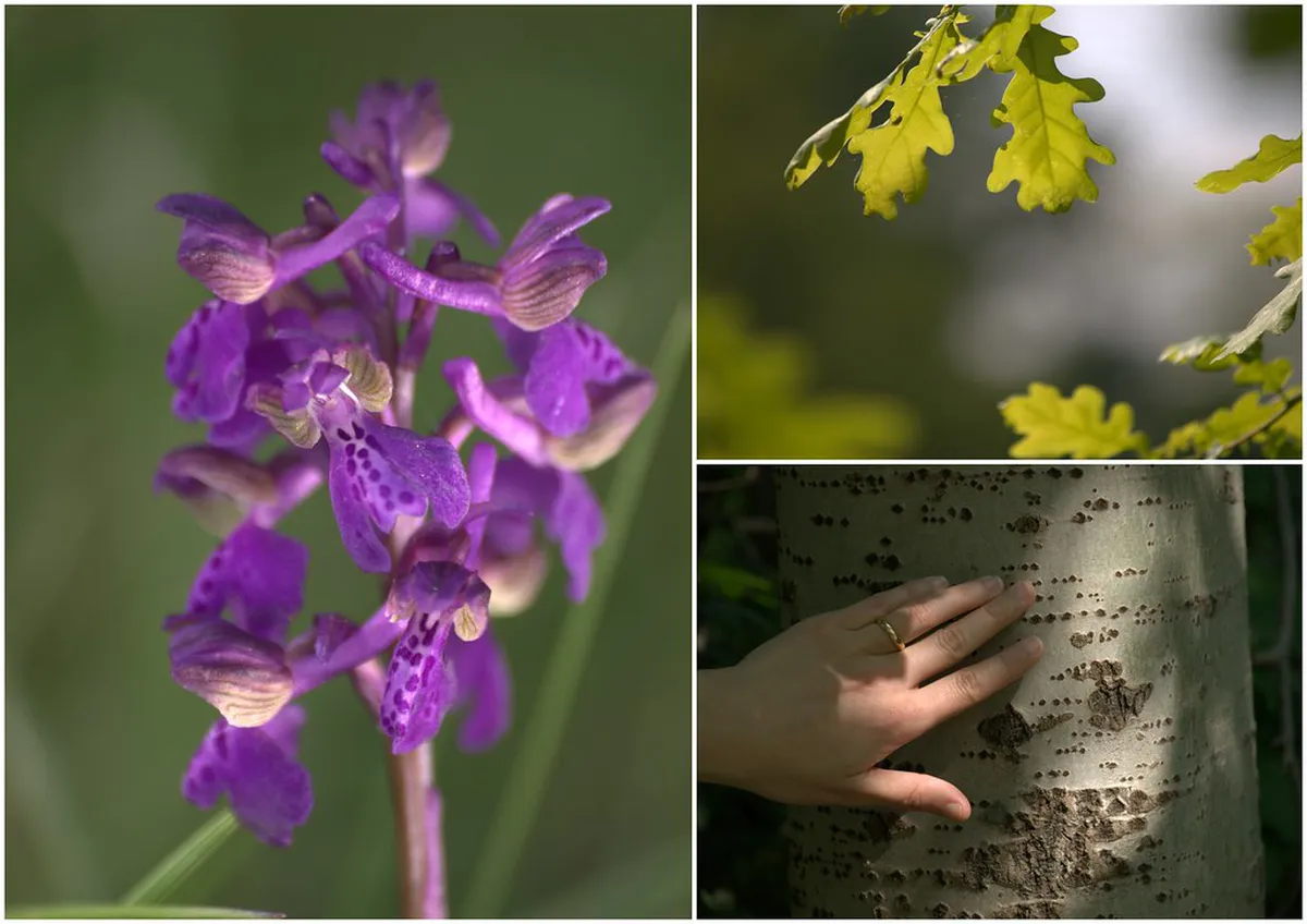 Find Udine's Hidden Courtyards: A Secret 2025 Travel Guide