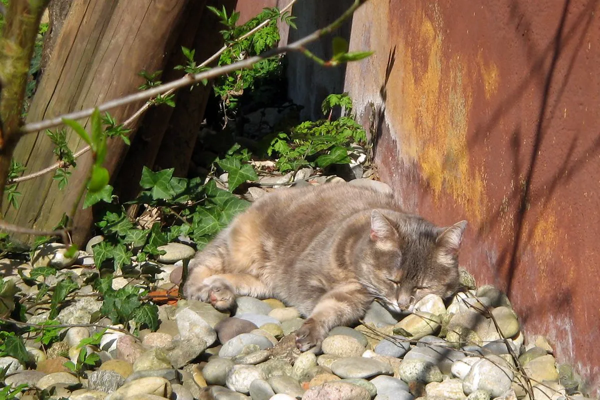 Freiburg Hidden Spots Map: Your Ultimate 2025 Guide