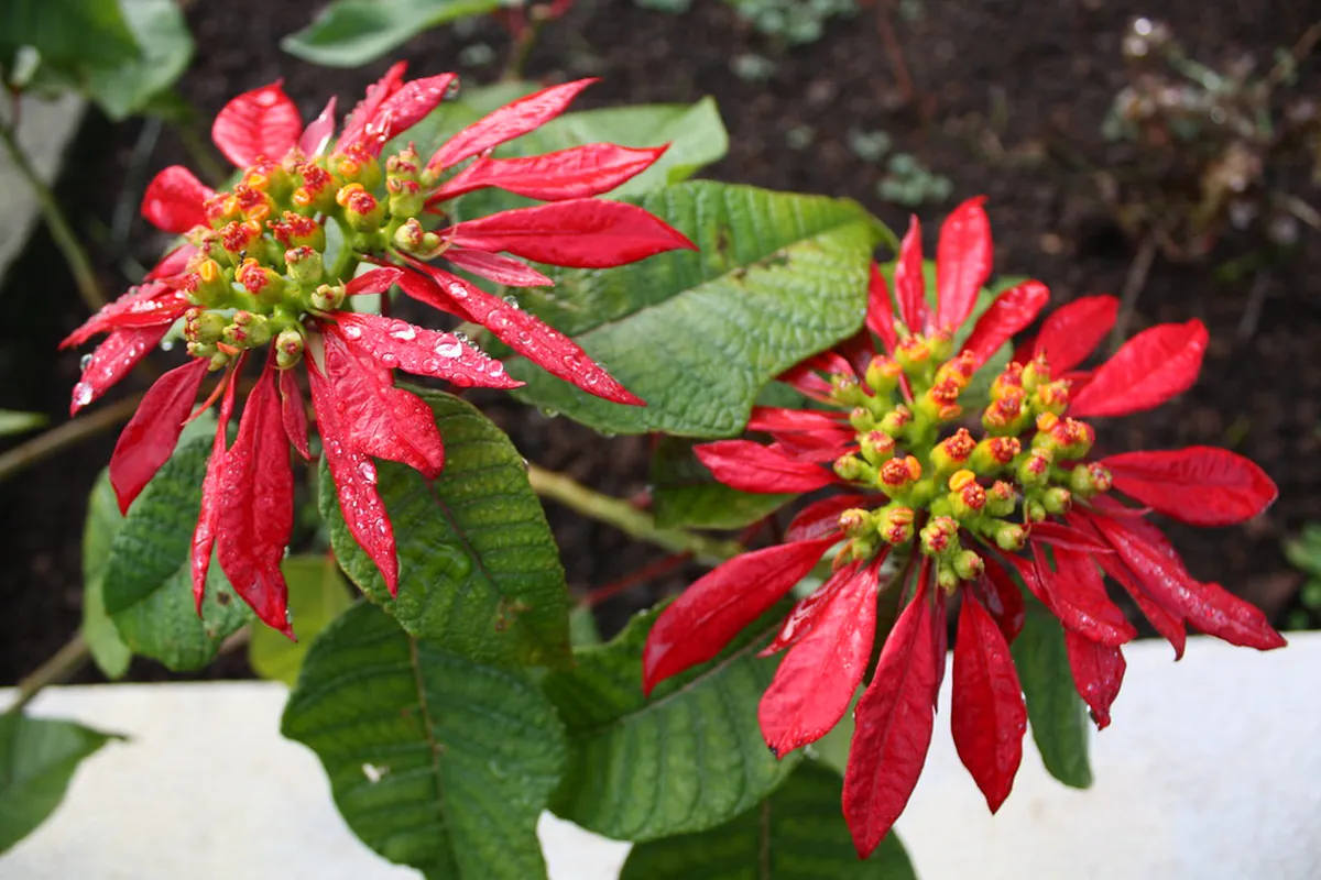 Discover Funchal's Hidden Walking Tours for 2025