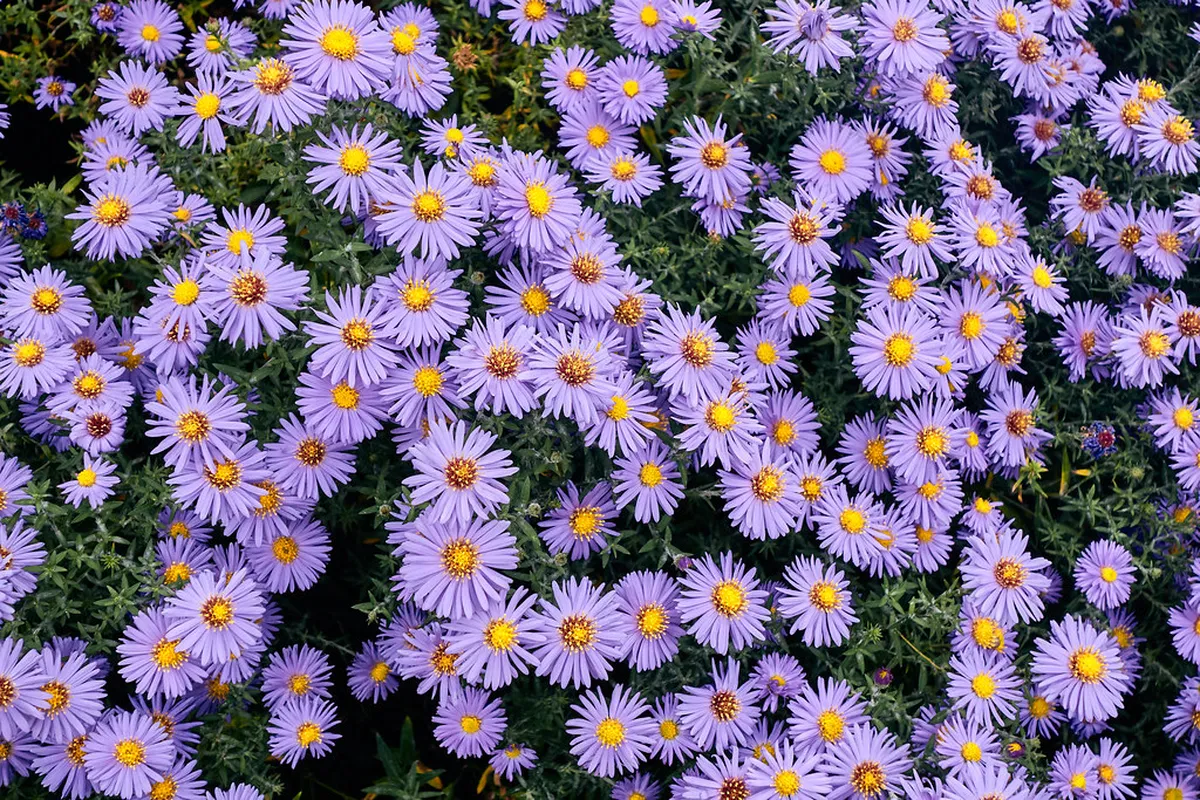 Haarlem's Hidden Gems: Uncover Secret Spots in 2025