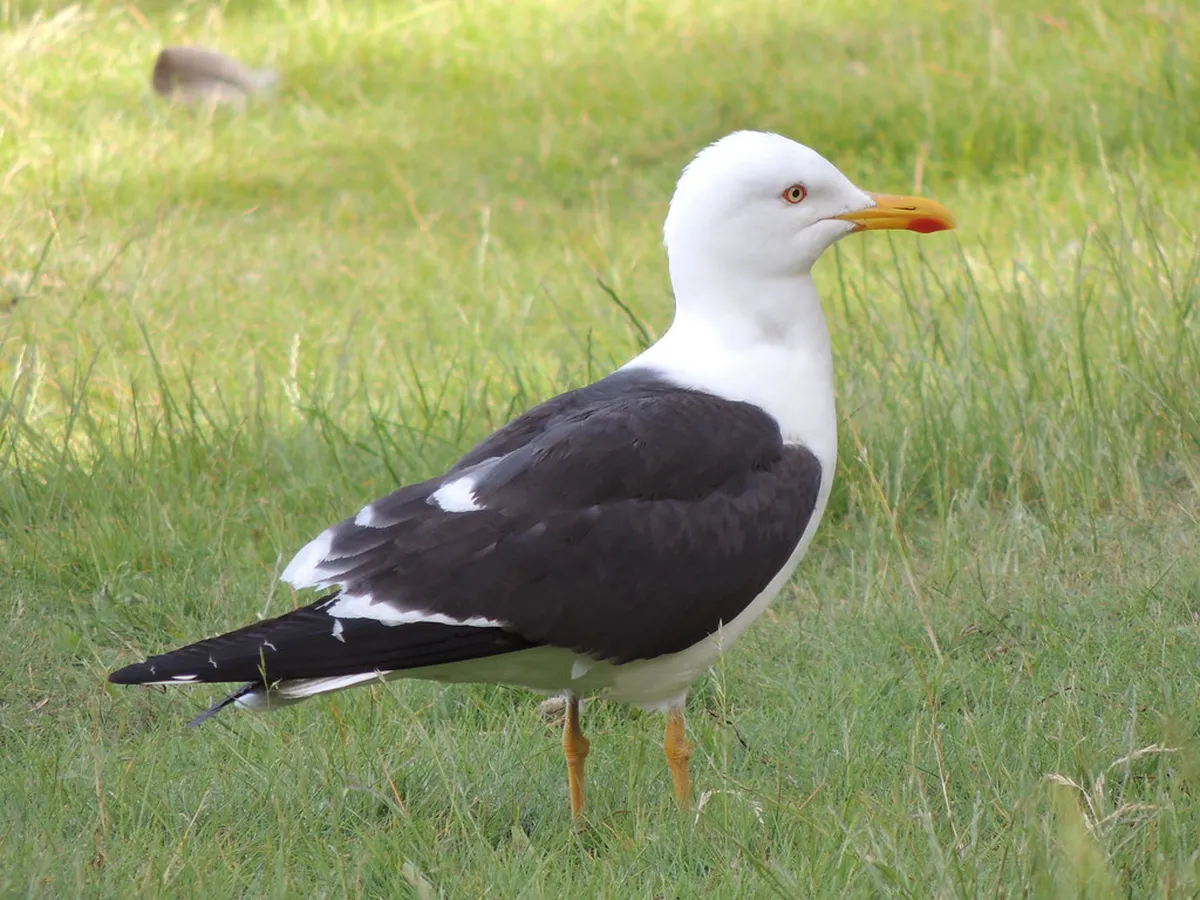 Discover Helsinki's Lesser Known Islands in 2025