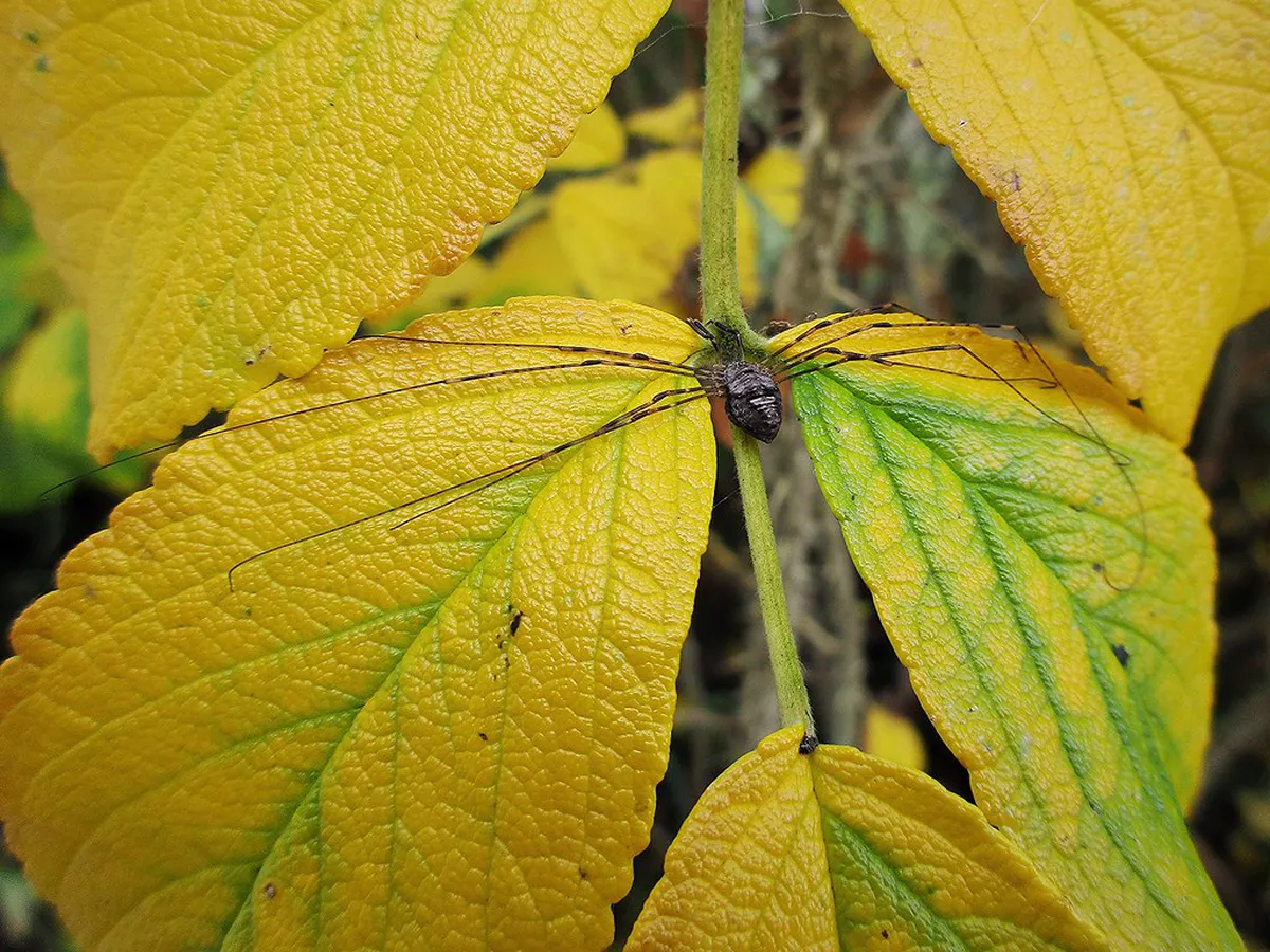 Discover Hidden Gardens Cork City: Your 2025 Green Escape