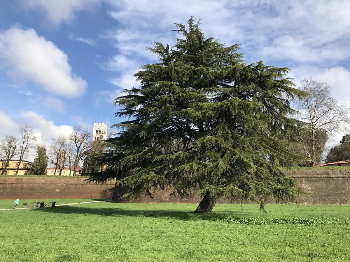 Discover Hidden Lucca Artisan Shops in 2025