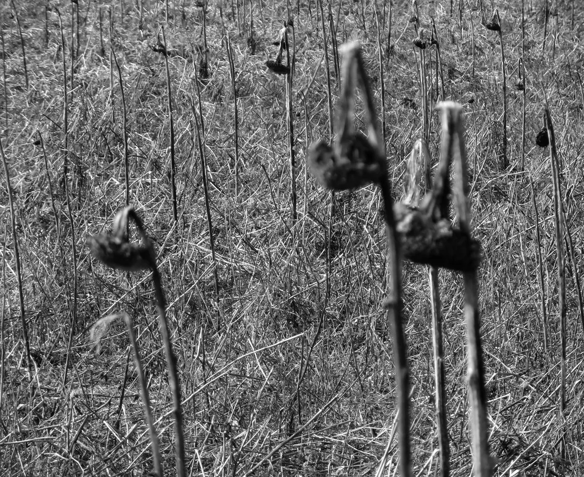 Uncovering Hidden Uppsala History Sites in 2025