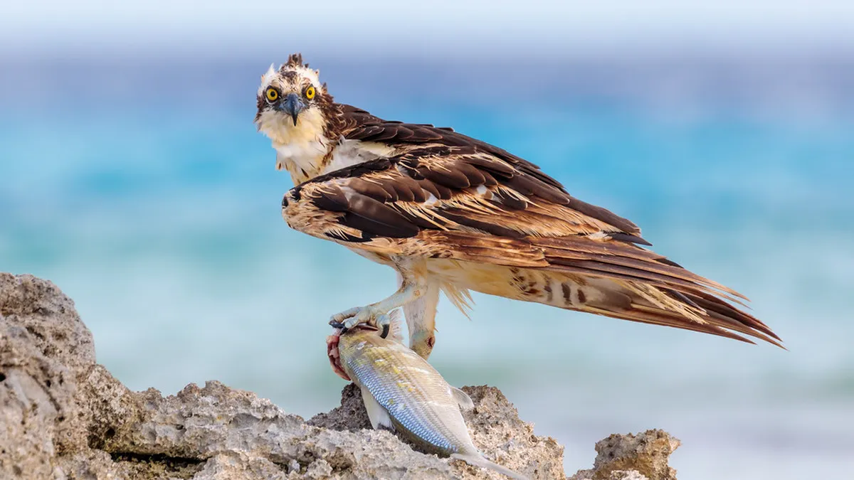 How to Avoid Positano Crowds: Your 2025 Travel Guide