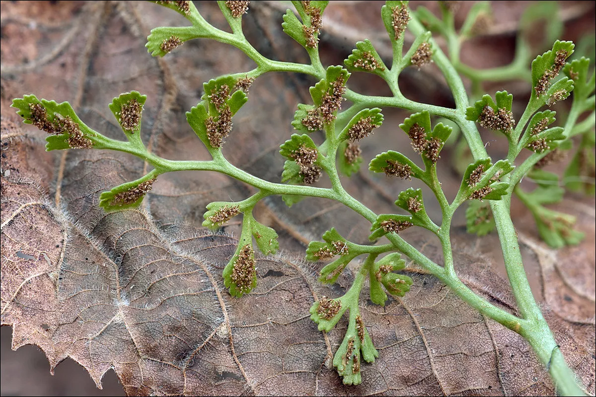 How to Find Bovec Gems: Your Ultimate 2025 Guide