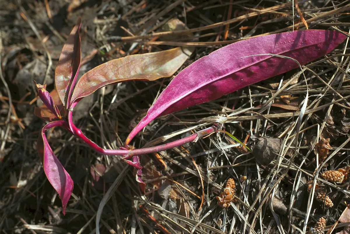 Finding Mainz Gems: Your Guide to Hidden Treasures in 2025