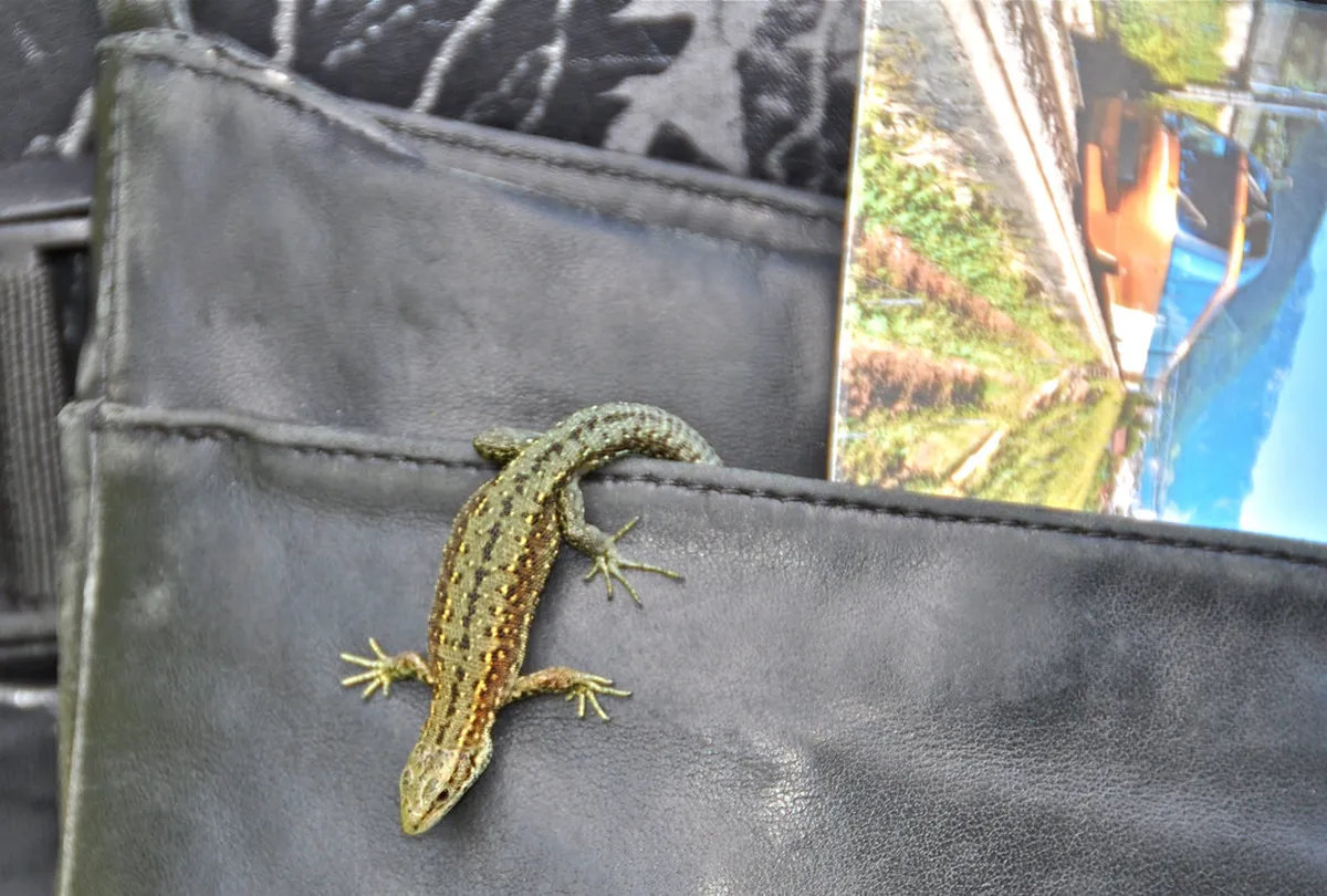 Uncover Montreux Secrets: Your Guide to Hidden Gems