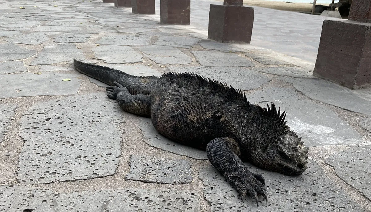 How to Find Porto Treasures: A 2025 Insider Guide