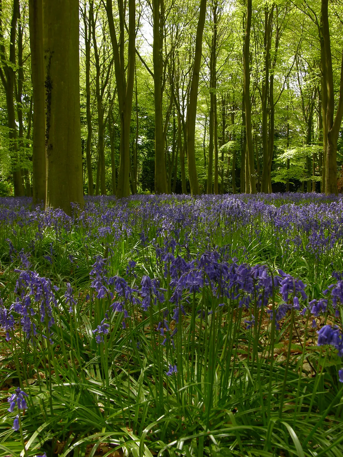 Hydra Town Local Experiences: Your Authentic 2025 Guide