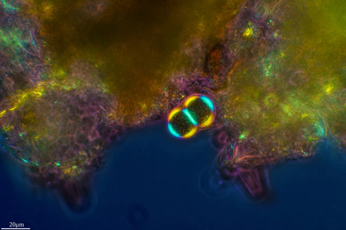 La Laguna Hidden Gems: Uncover Tenerife's Secrets