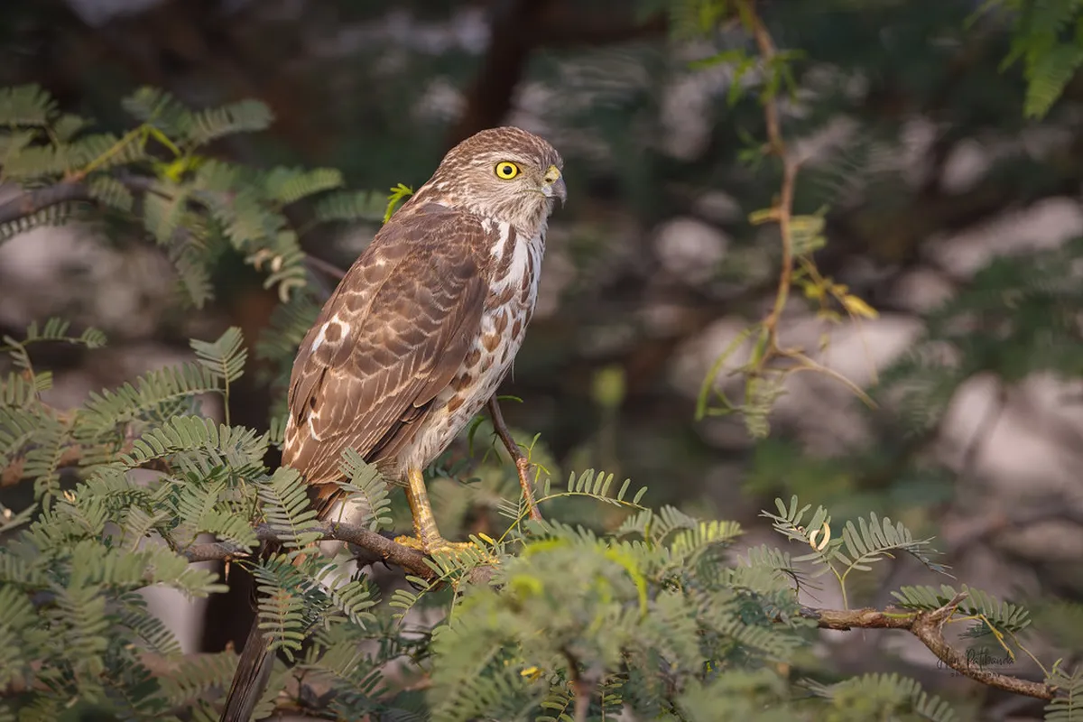 Uncovering Lesser Known Potsdam History in 2025