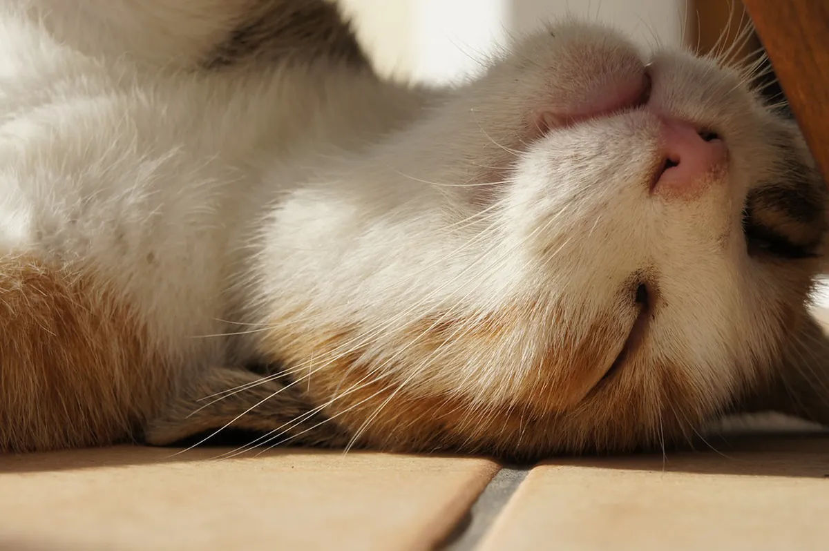 Hidden Parga Tavernas: Discover Local Greek Flavors 2025