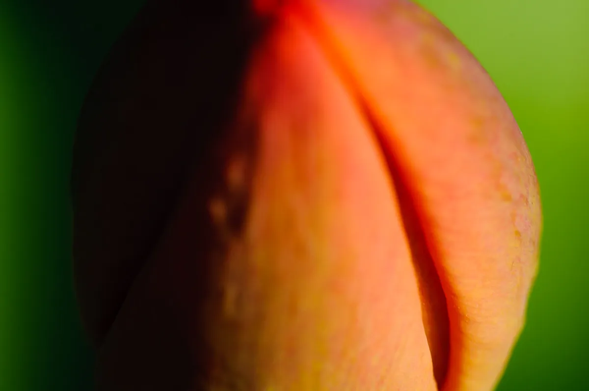 Lund Secret Gardens Guide: Discover Hidden Green Oases