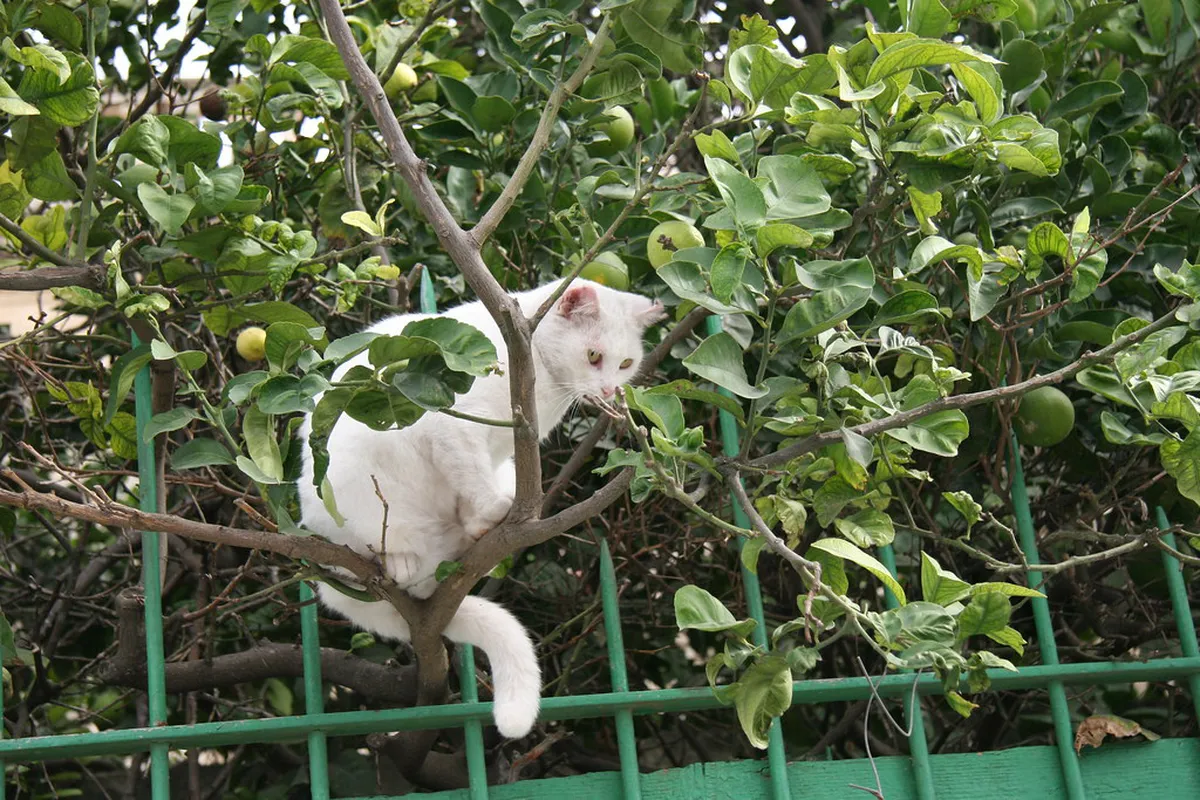 Discover Mdina's Best Local Artisan Shops in 2025