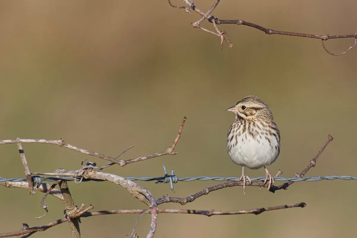 Milazzo Local Artisan Workshops: Authentic Sicilian Crafts
