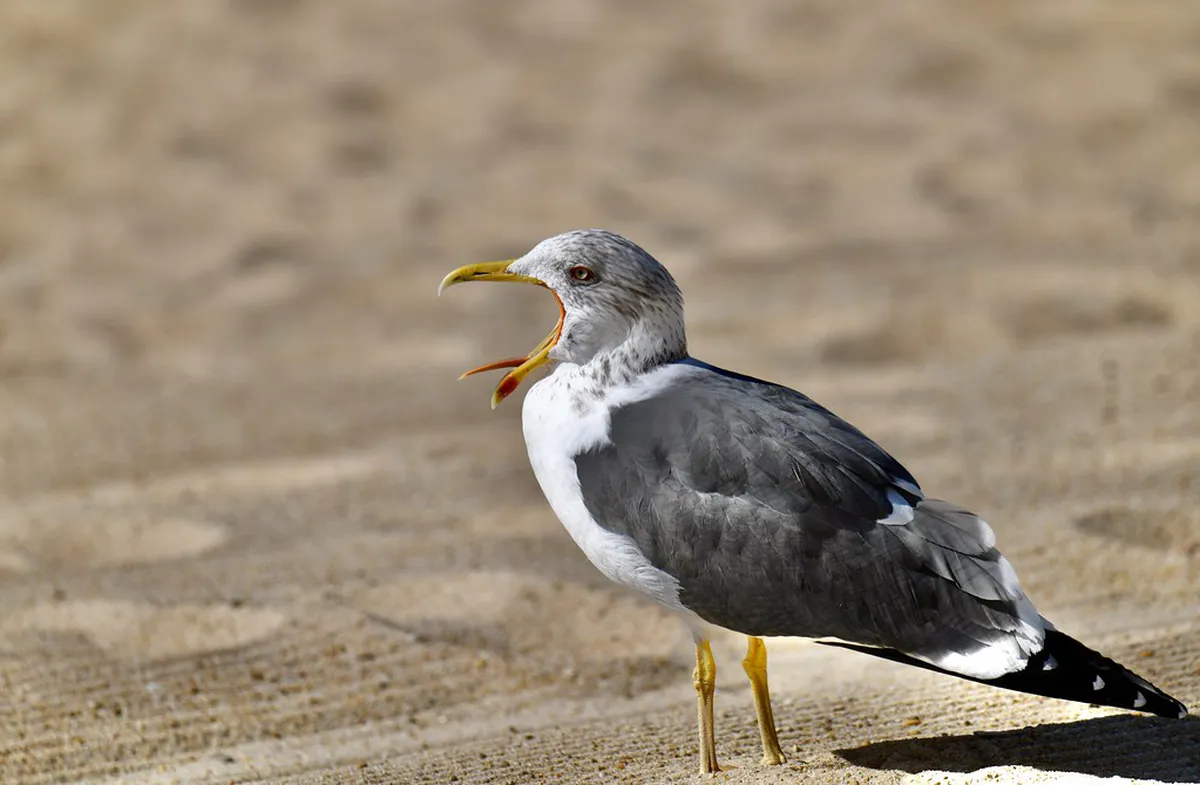 Nazaré Lesser Known Attractions: Unveiling Hidden Gems