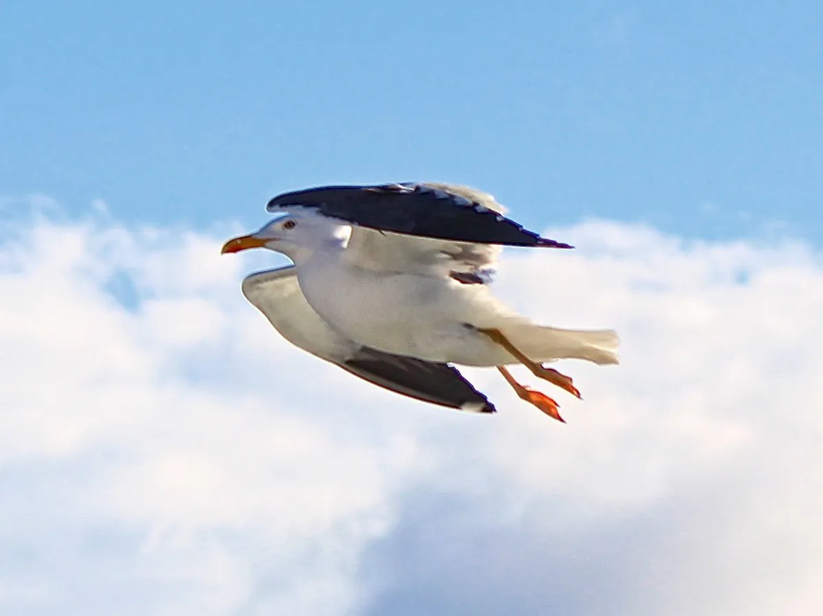 Discover Oban's Lesser-Known History in 2025