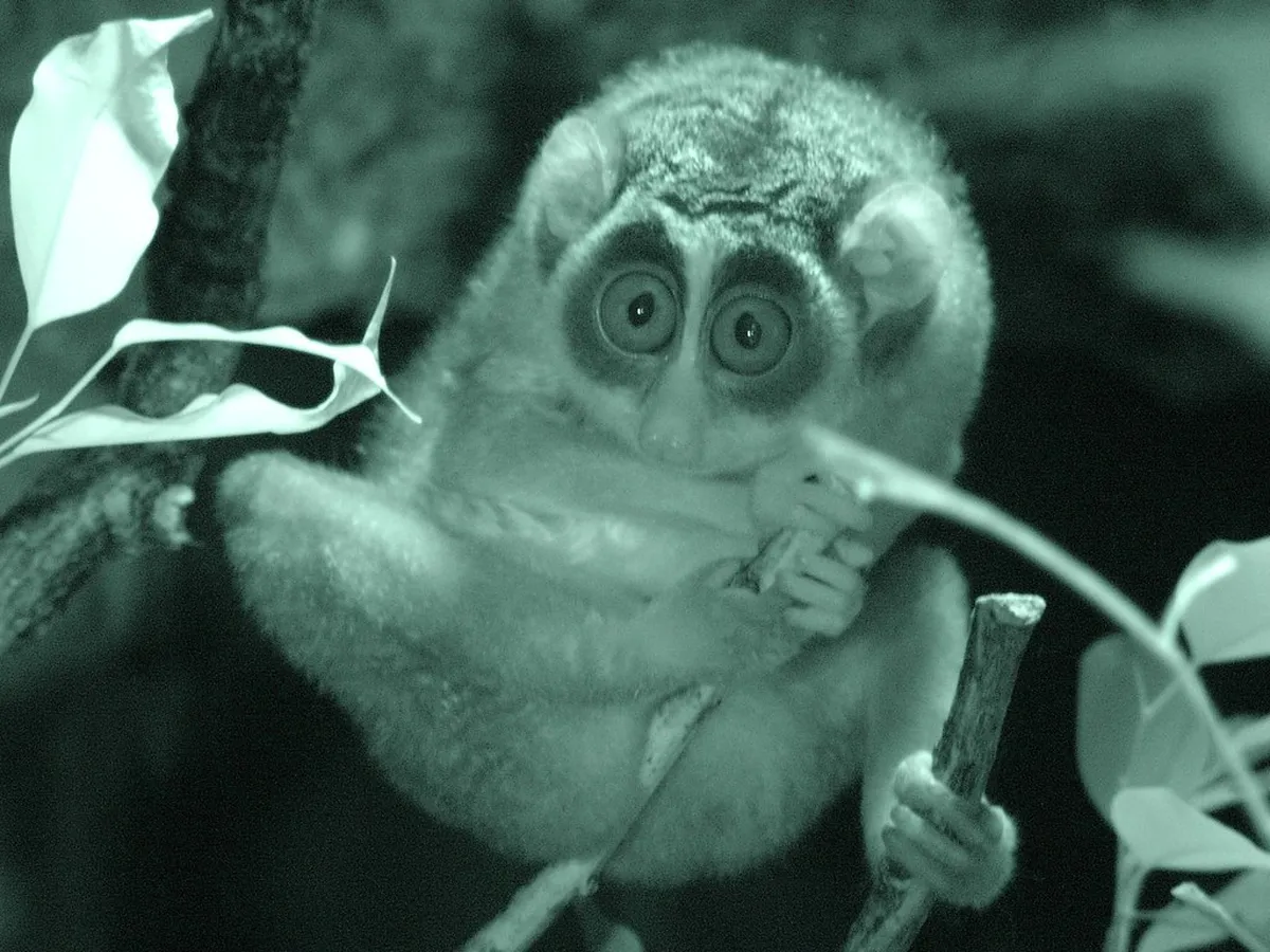 Discover Offbeat Frankfurt Walking Tours in 2025