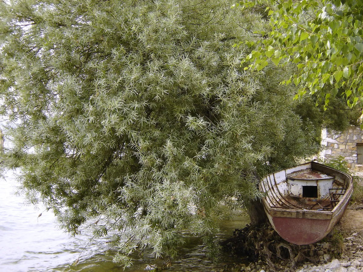 Ohrid Hidden Gems Map 2025: Discover Secret Spots