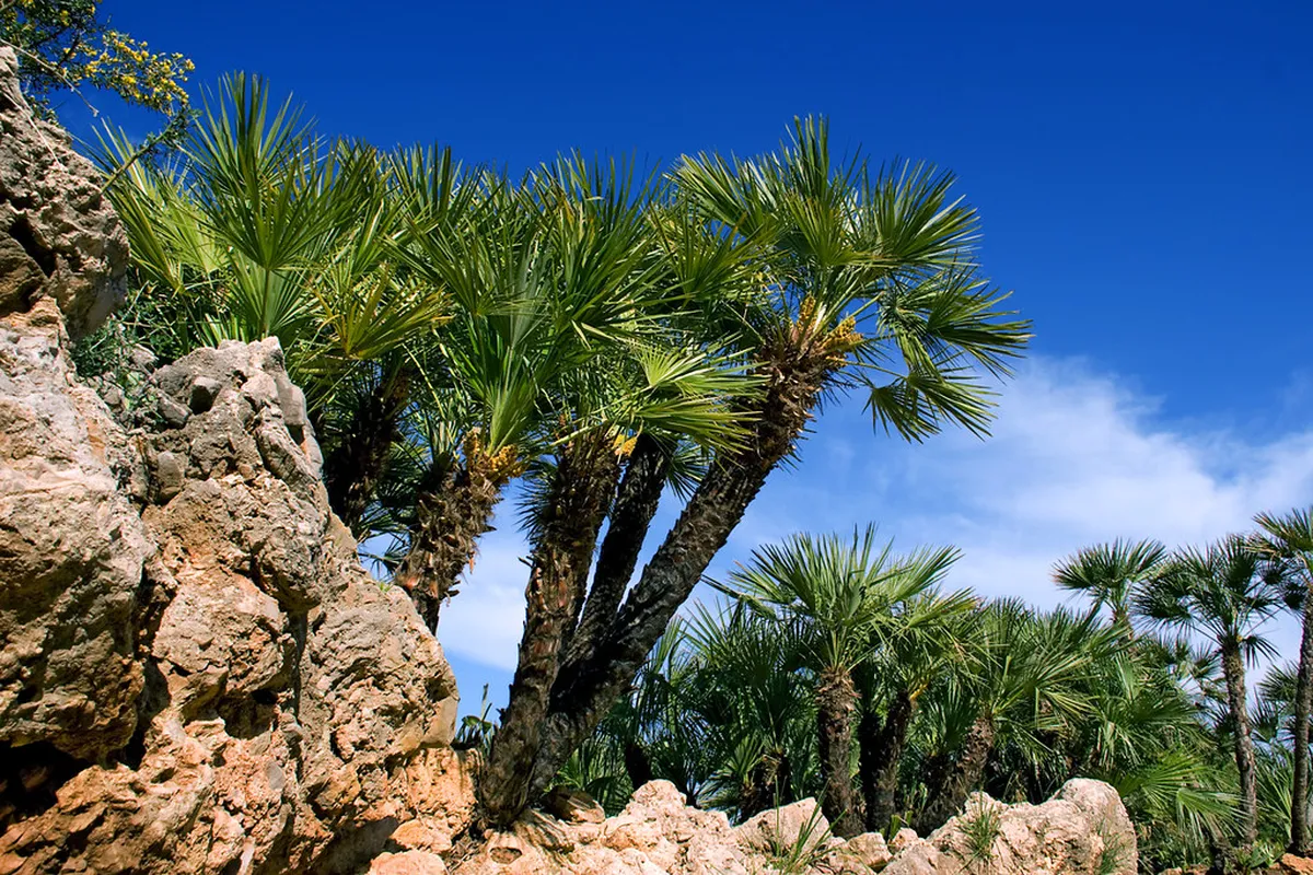 Palma Local Eateries: Discover Authentic Island Flavors