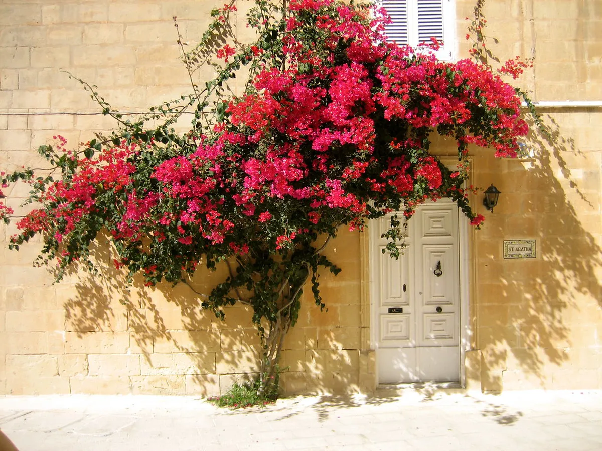 Quiet Mdina Photo Spots: Capture Malta's Silent City