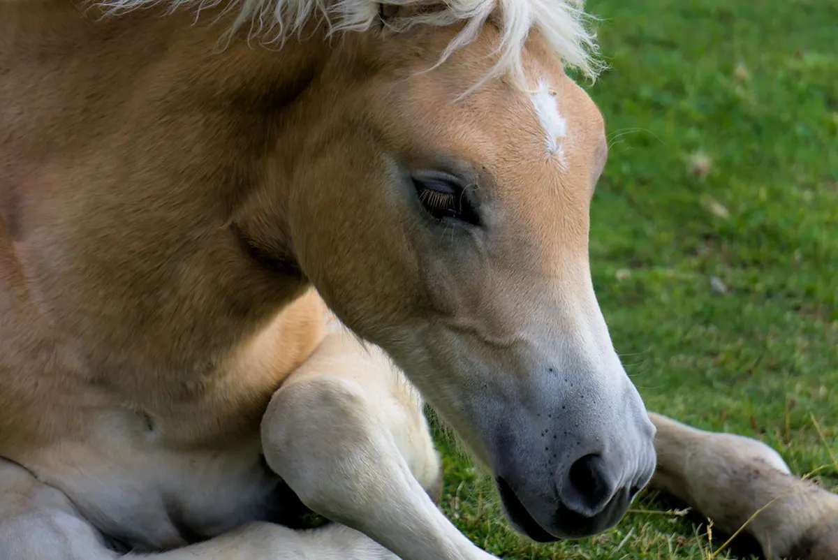 Discover Quiet Merano Park Spots for 2025 Tranquility