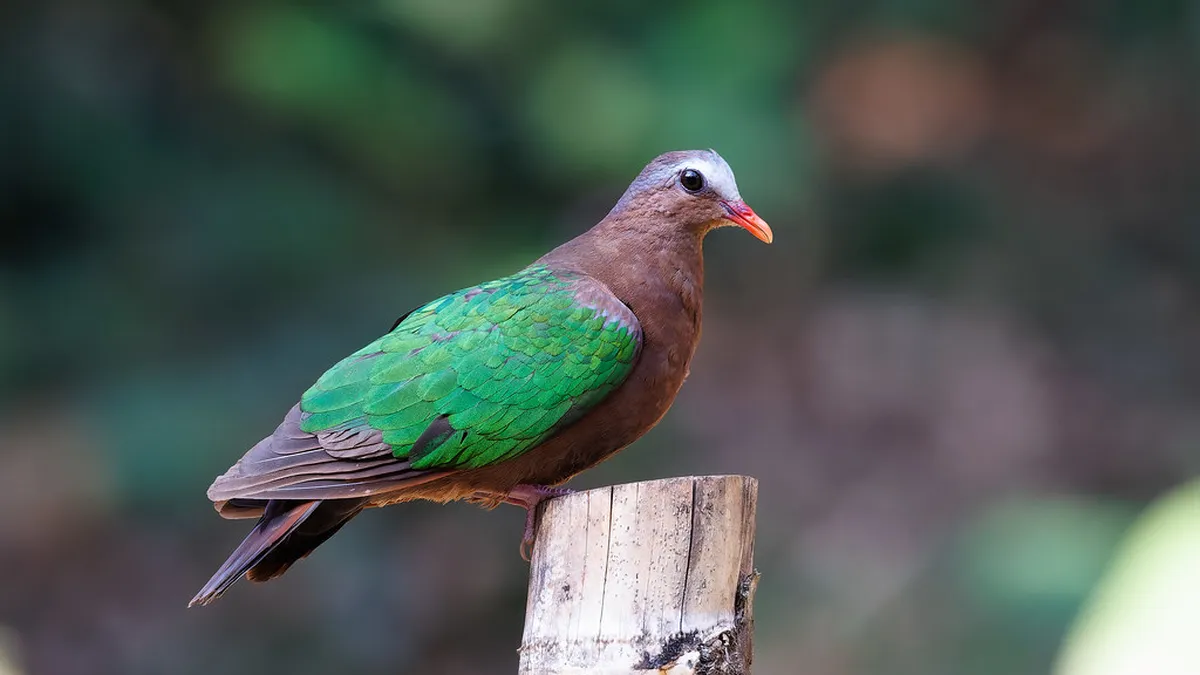 Quiet Places Dover Map 2025: Find Tranquil Spots