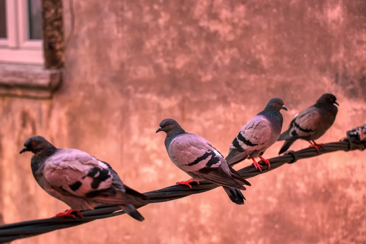 Quiet Rovinj Viewpoints: Serene Spots for 2025