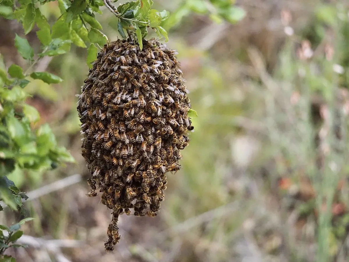 Quiet Ávila Garden Escapes: Find Your Peace in 2025