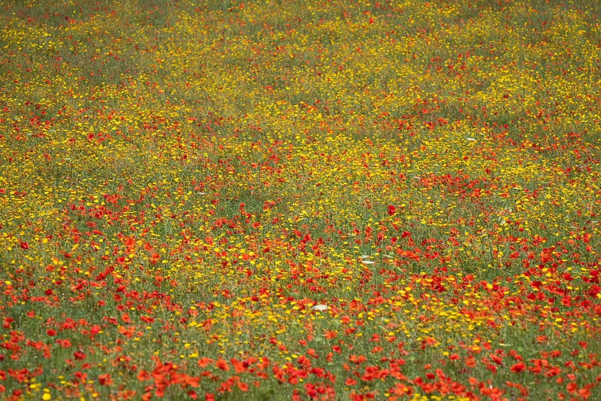 Discover Ragusa's Lesser Known Trails: An Offbeat Guide