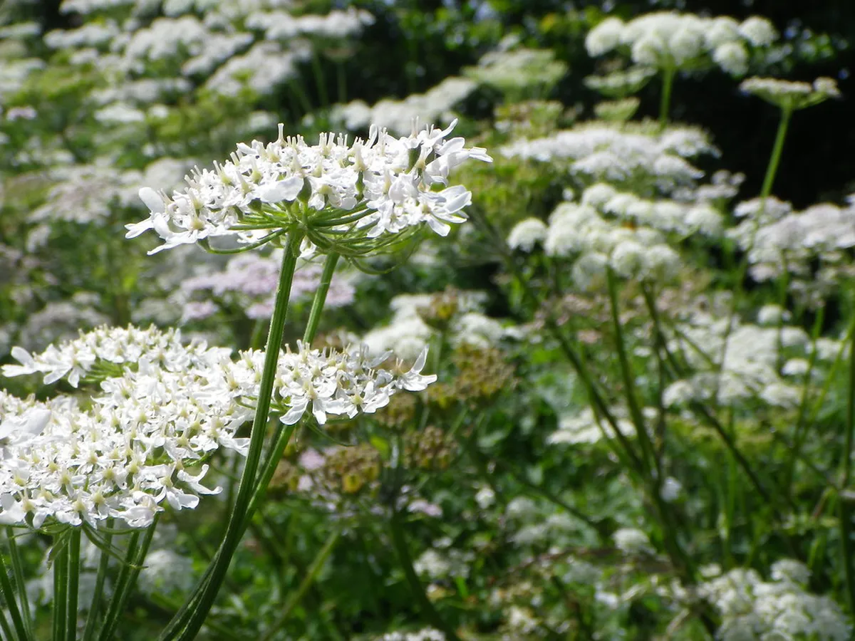 Ruse Lesser-Known Attractions Map: Uncover Hidden Gems