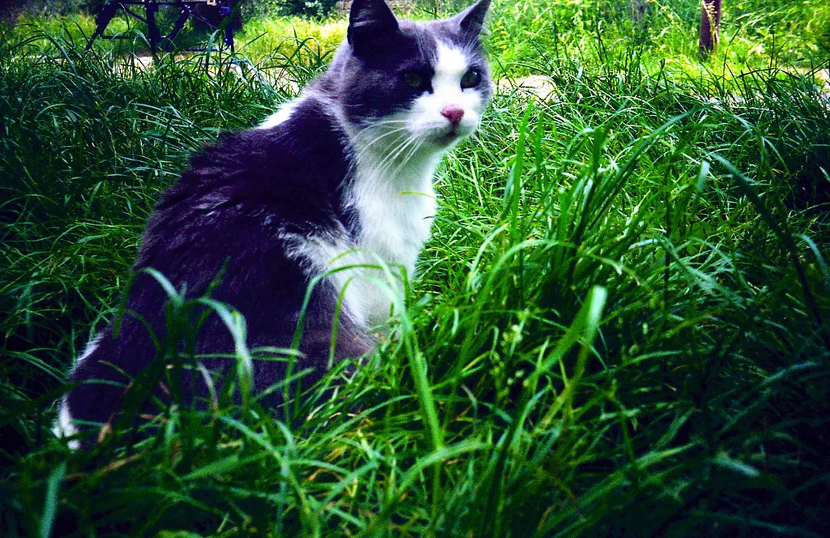 San Gimignano Authentic Food: A Taste of Tuscany in 2025