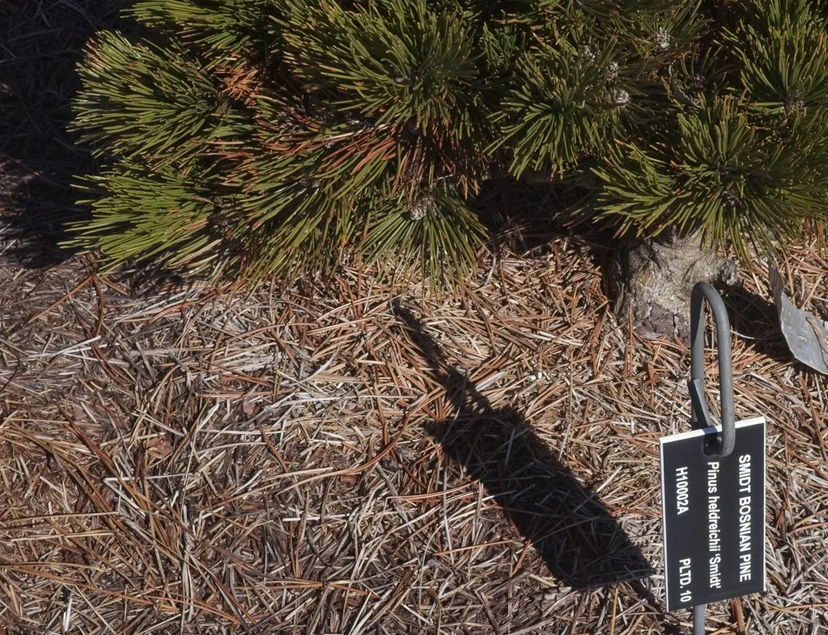 Sarajevo's Hidden Garden Spots: Peaceful Green Escapes