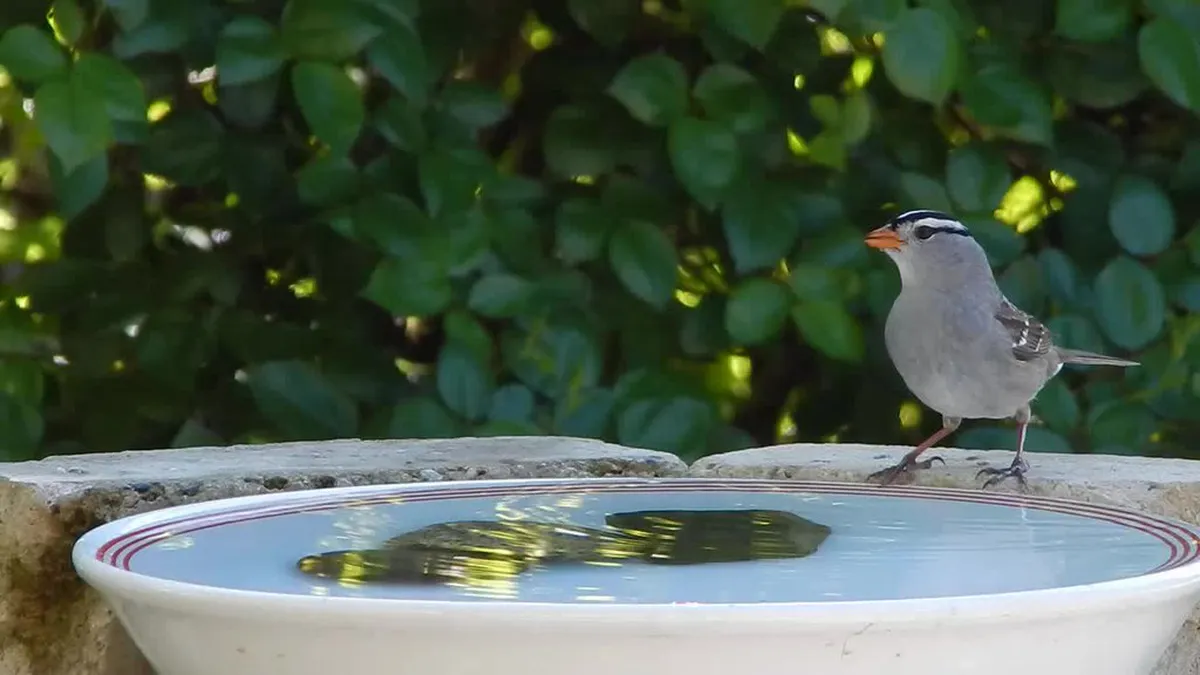 Discover Bath's Secret Gardens in 2025: Hidden Oases Await