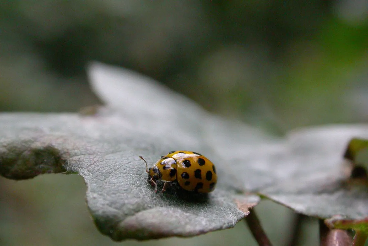 Secret Gardens Nijmegen: Your 2025 Visit Guide