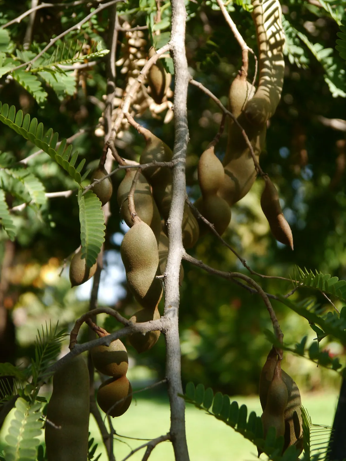 Secret Gardens Puerto Cruz: Hidden Green Escapes in 2025