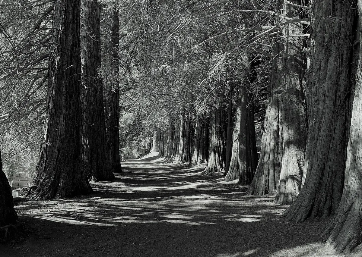 Secret Viewpoints Santa Cruz: Hidden La Palma Panoramas for 2025