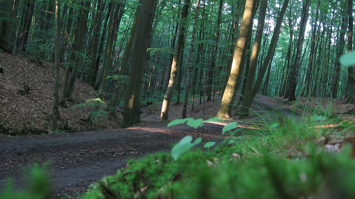 Sopot Forest Trails Guide: Explore Nature in 2025