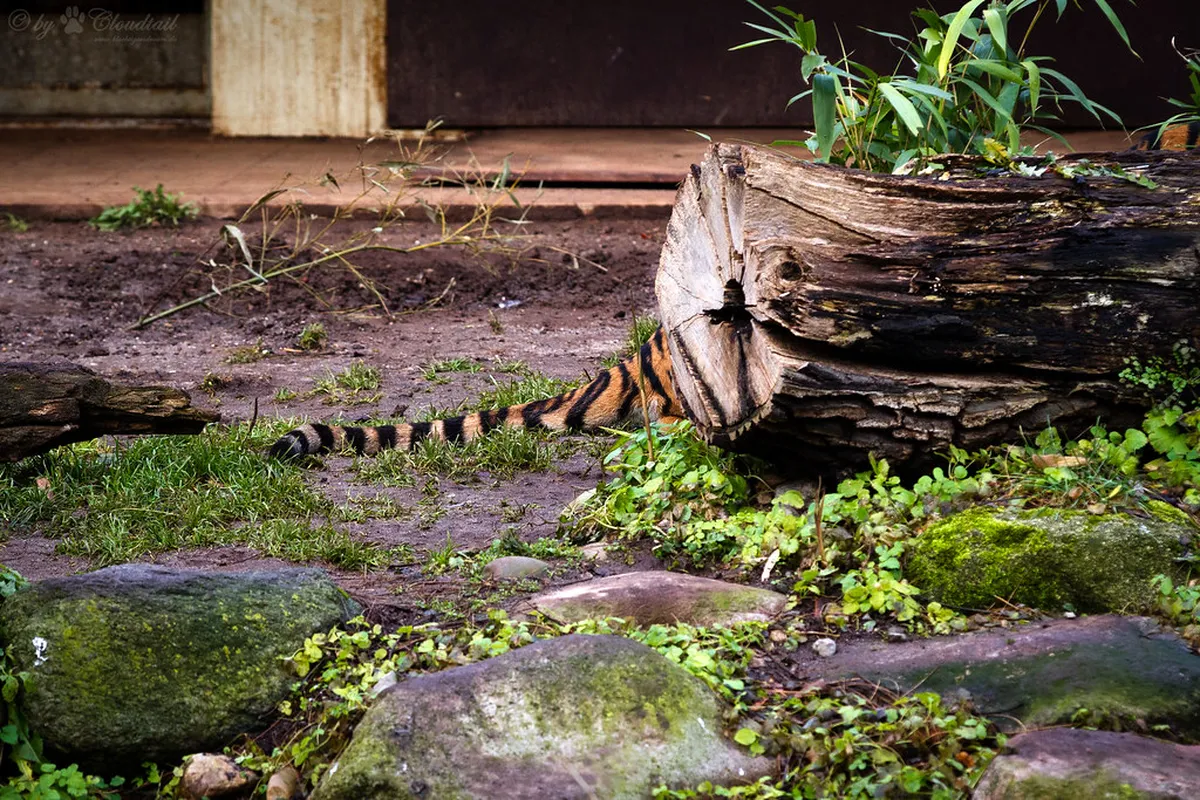 Stuttgart Hidden Gardens: Your 2025 Guide to Green Oases