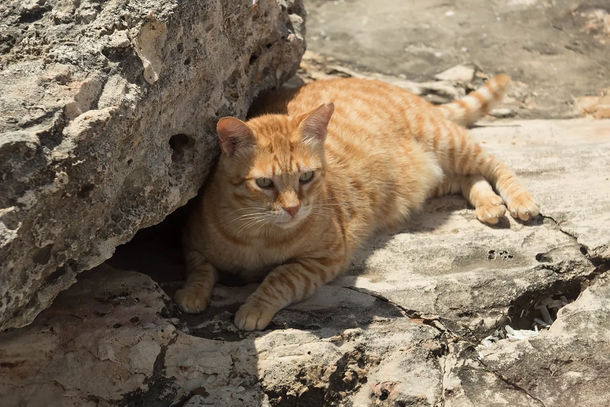 Tomar Less Crowded Trails: Peaceful Portuguese Paths